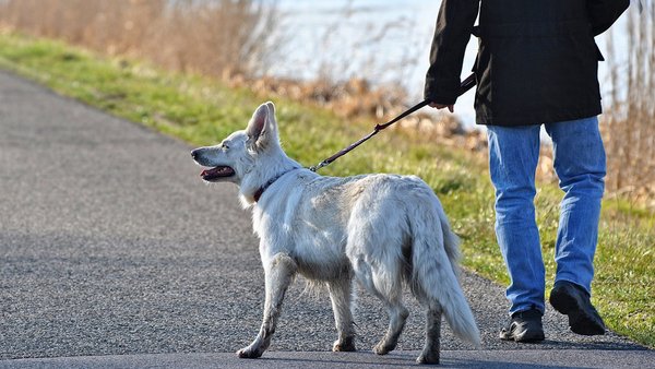 Gassi-Hilfe statt Tierheim